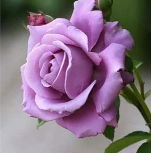 Meet your Posher, Belen